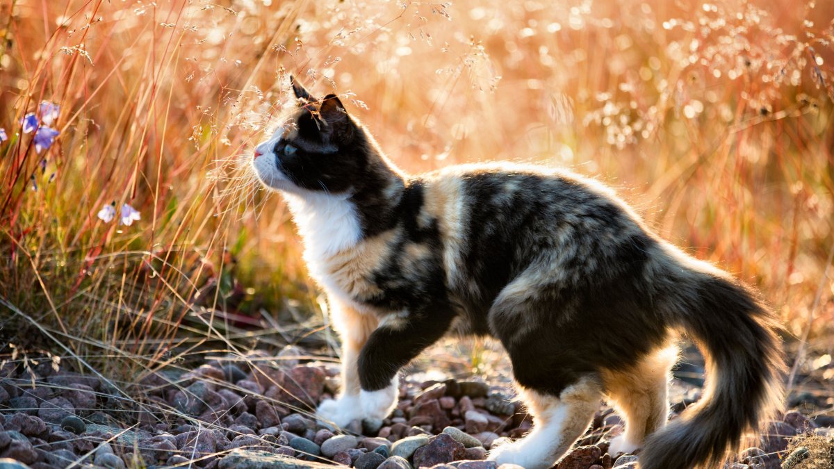 Котики на природе