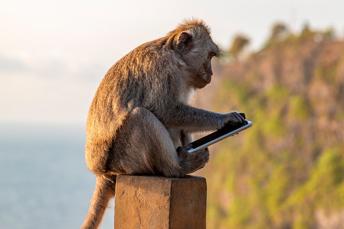 Мартышка ворует