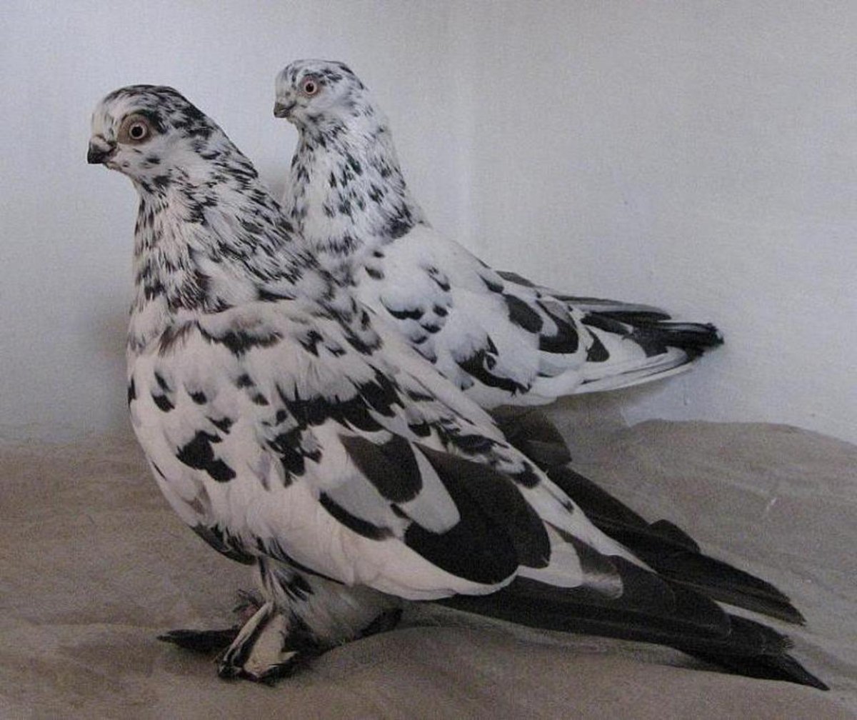 Голуби бухарские бойные