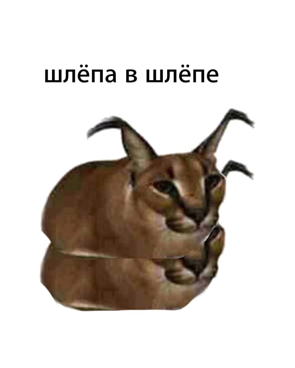 Шлëпа кот