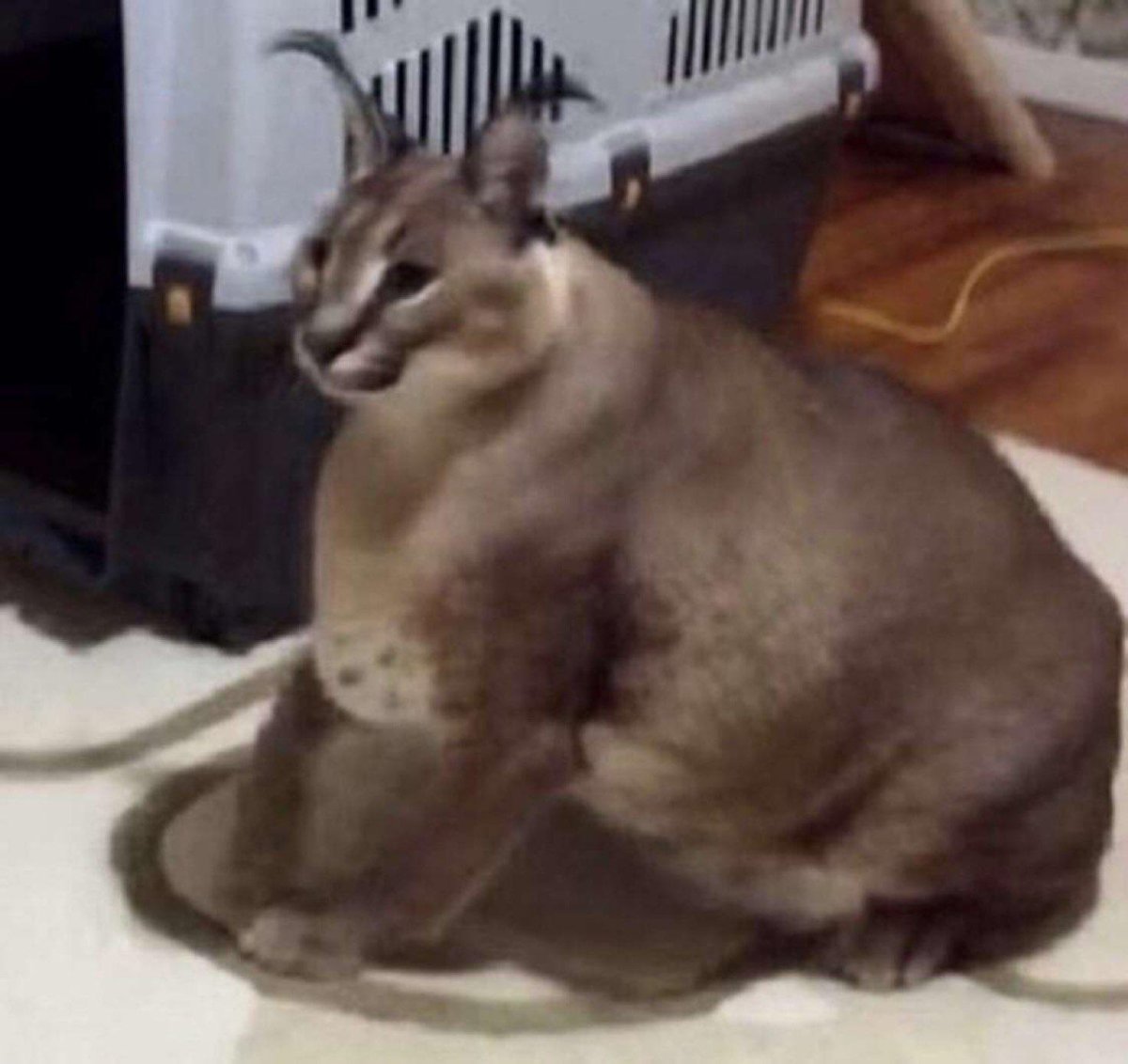 Кот Шлепа