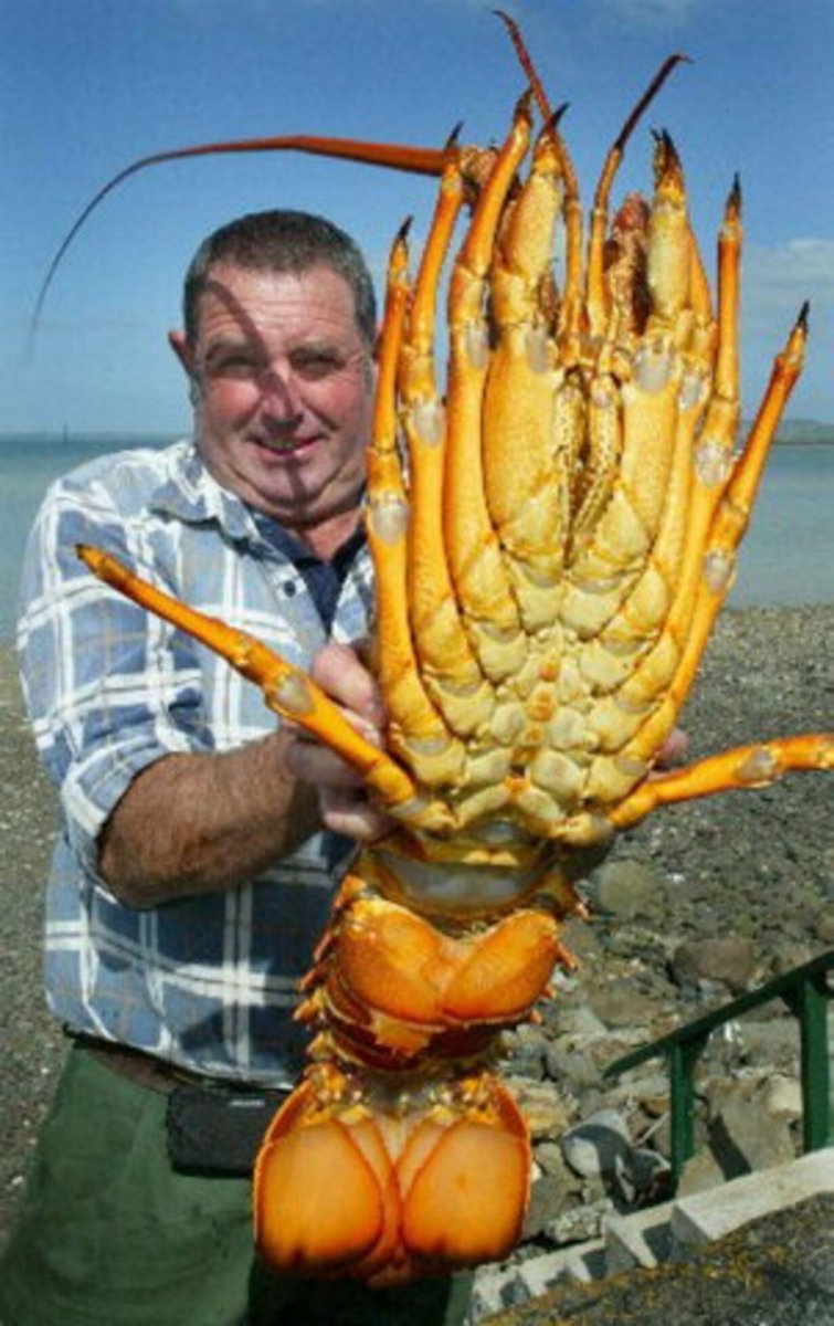 Тасманийский краб гигант