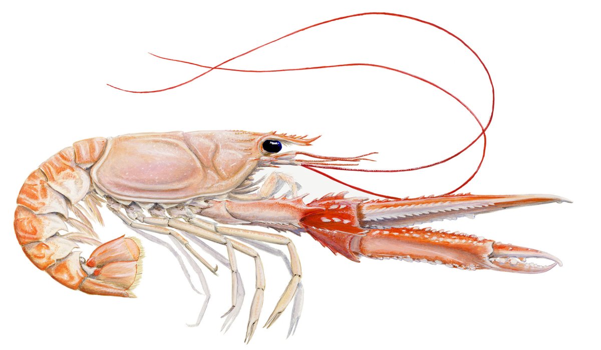 Лобстер скампи