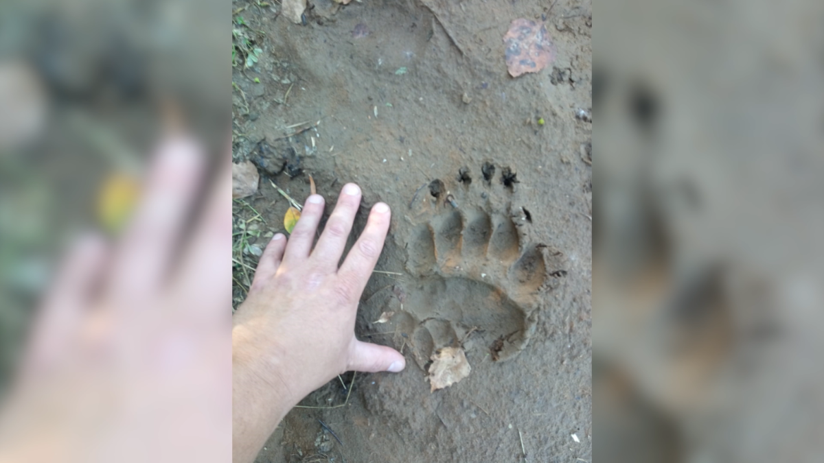След Дачная история