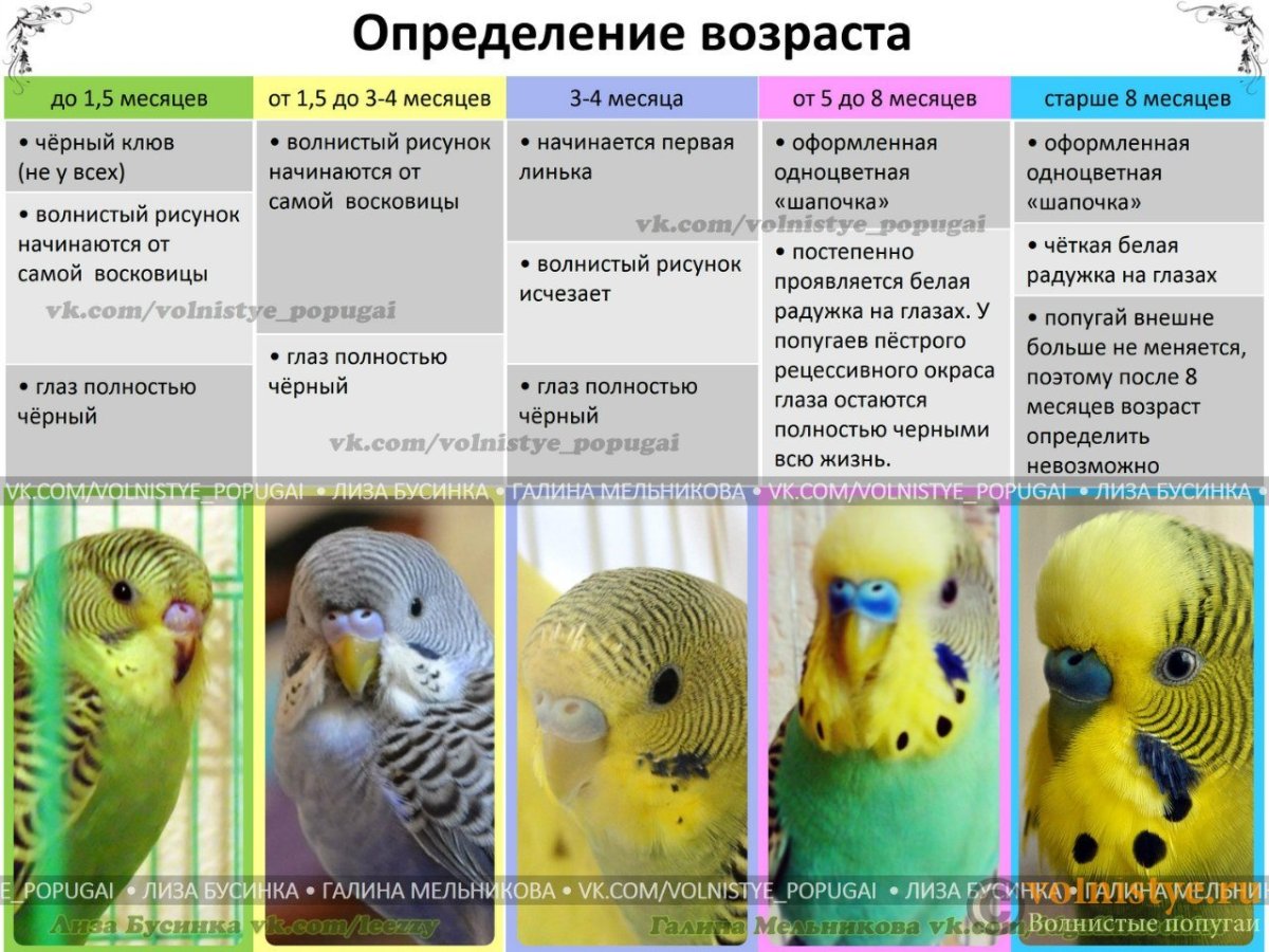 Расцветка волнистых попугаев таблица