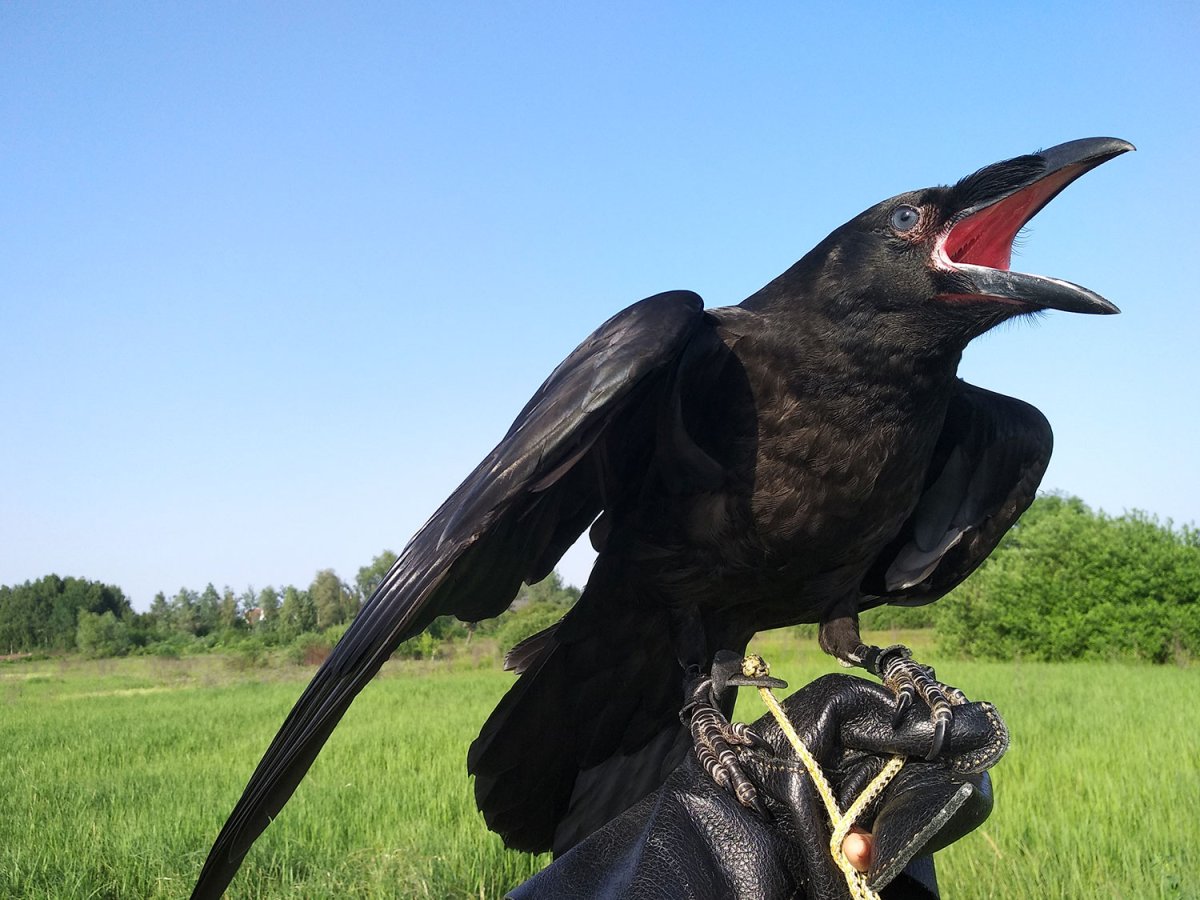 Огромные вороны