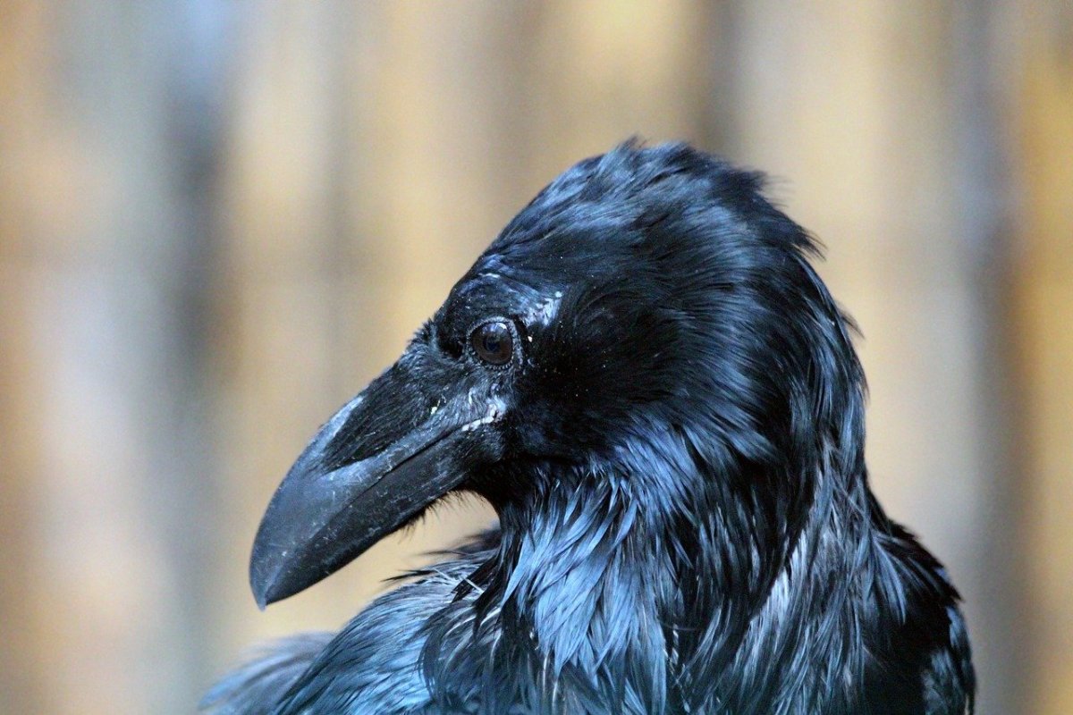 Corvus Corax Bird