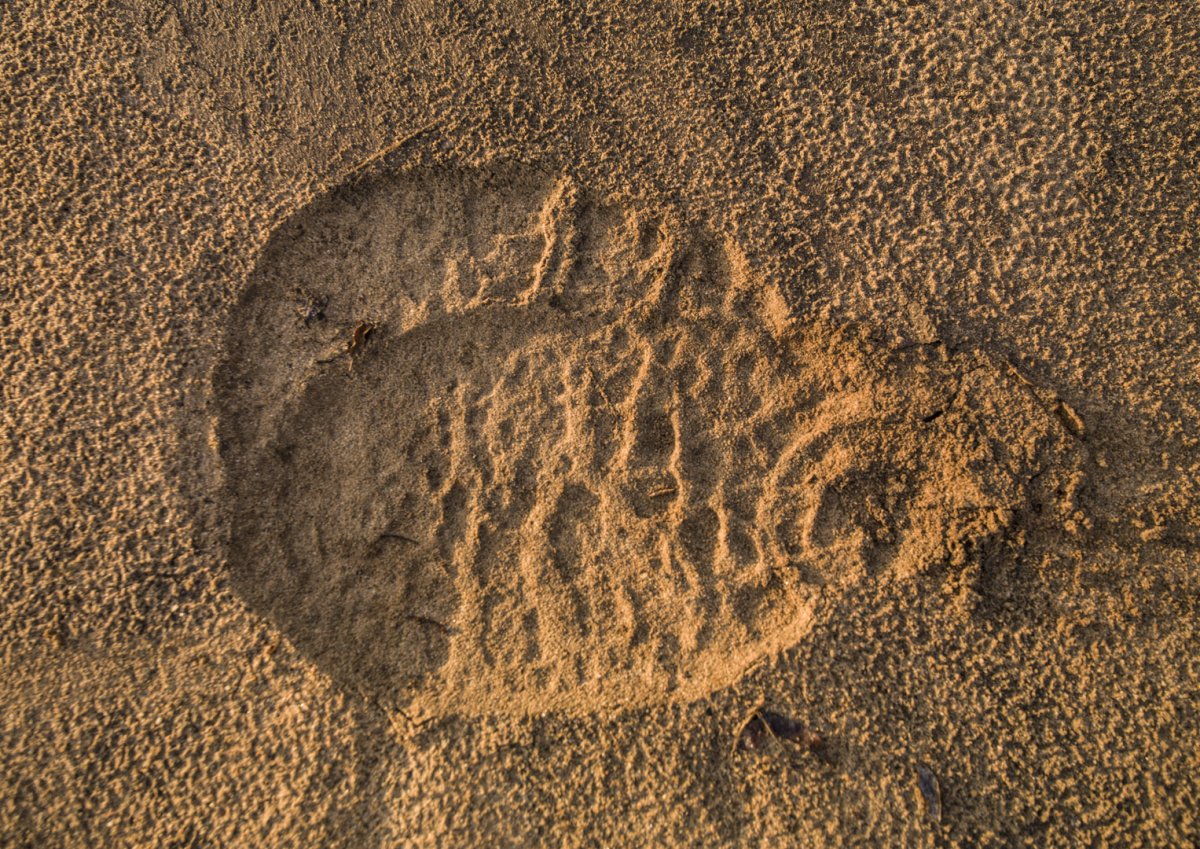 Elephant cartoon footprints