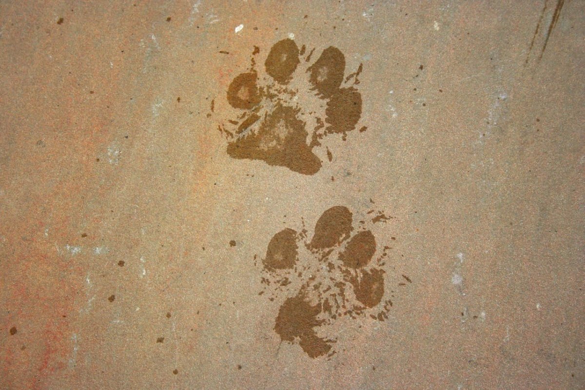 Кошачьи следы