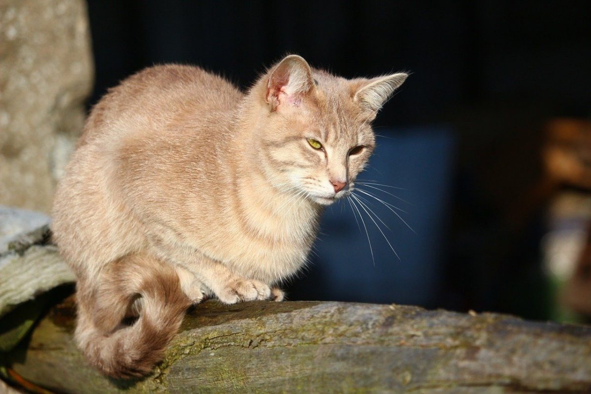 Кот осетинской породы