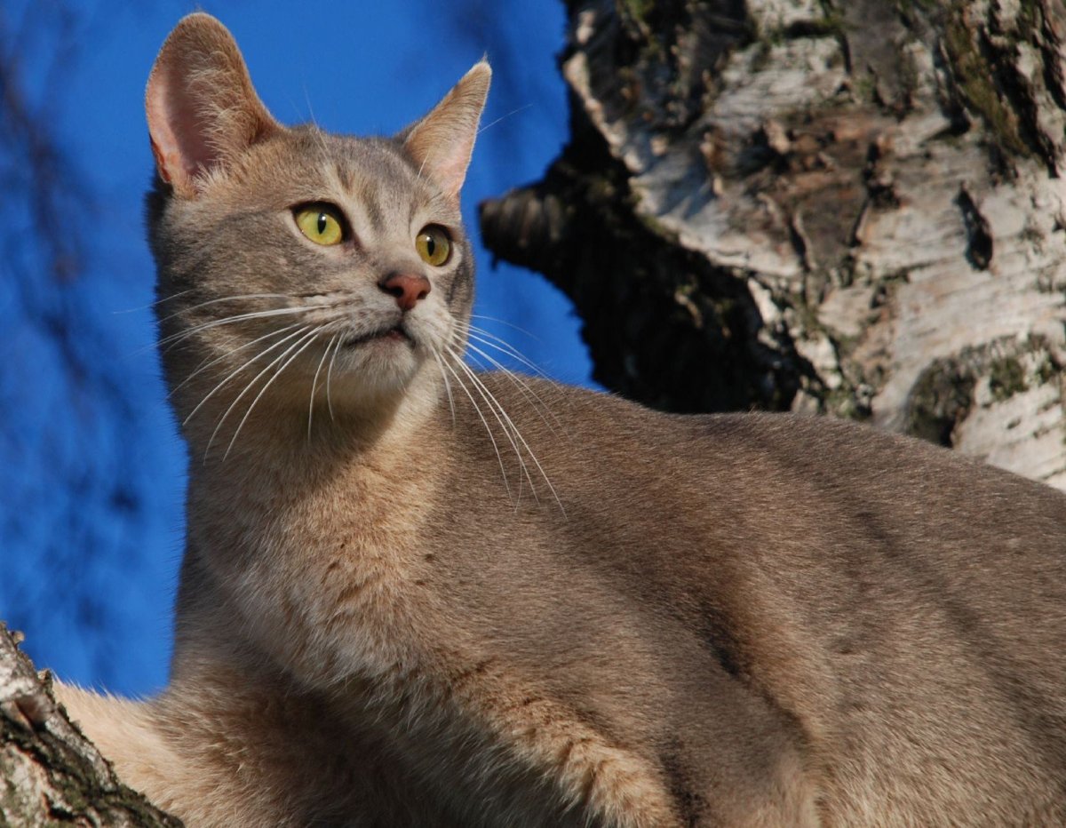 Абиссинская кошка табби