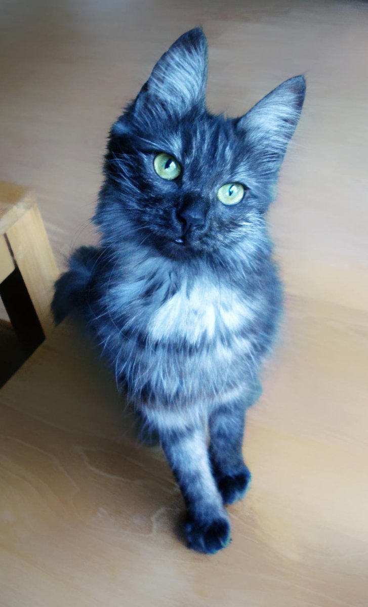 Синяя кошка