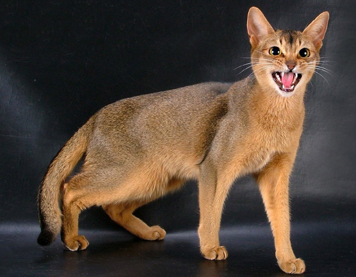 Кот породы абиссинец