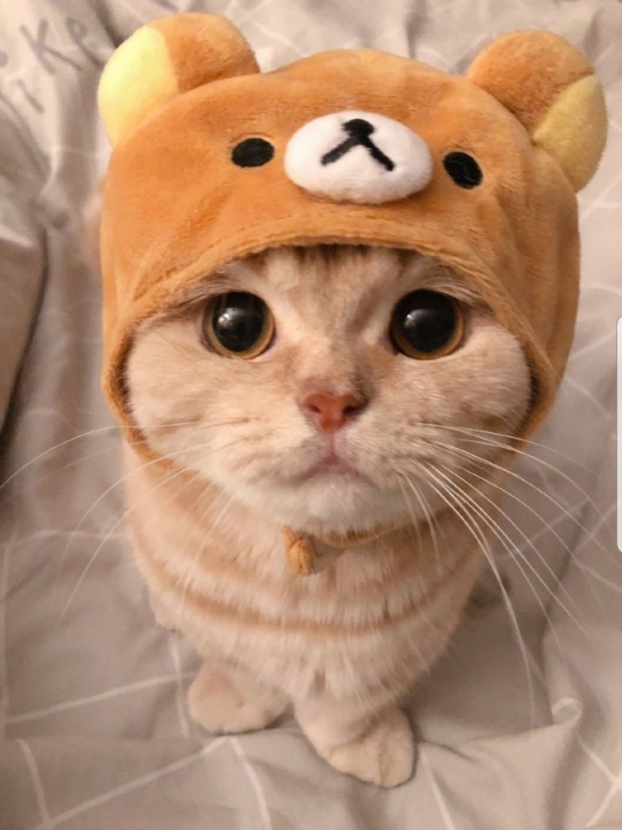 Милый кот