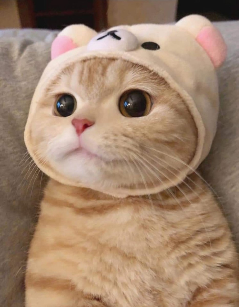 Милый котик в шапочке