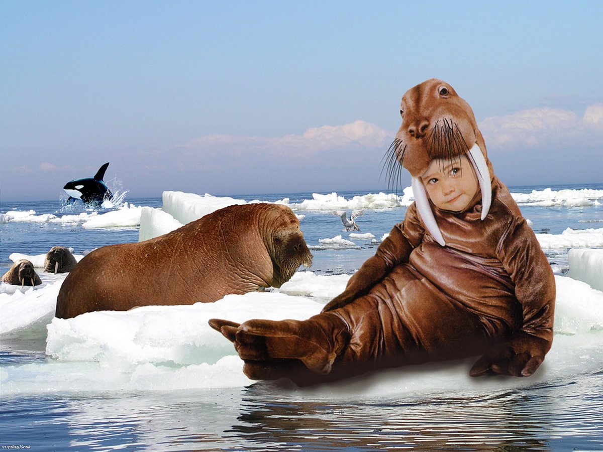 Дитя моржа