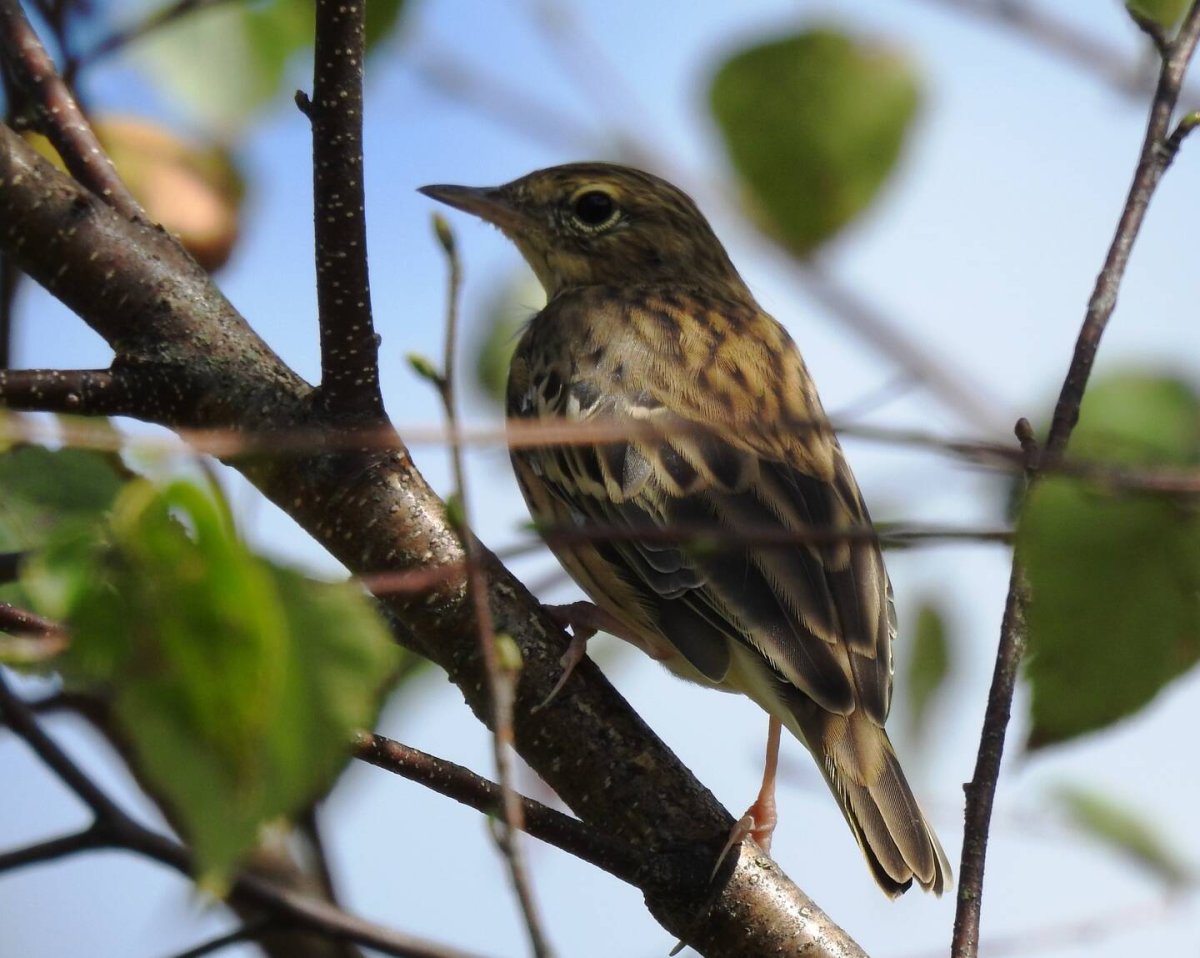 Лесной конёк (Anthus trivialis)