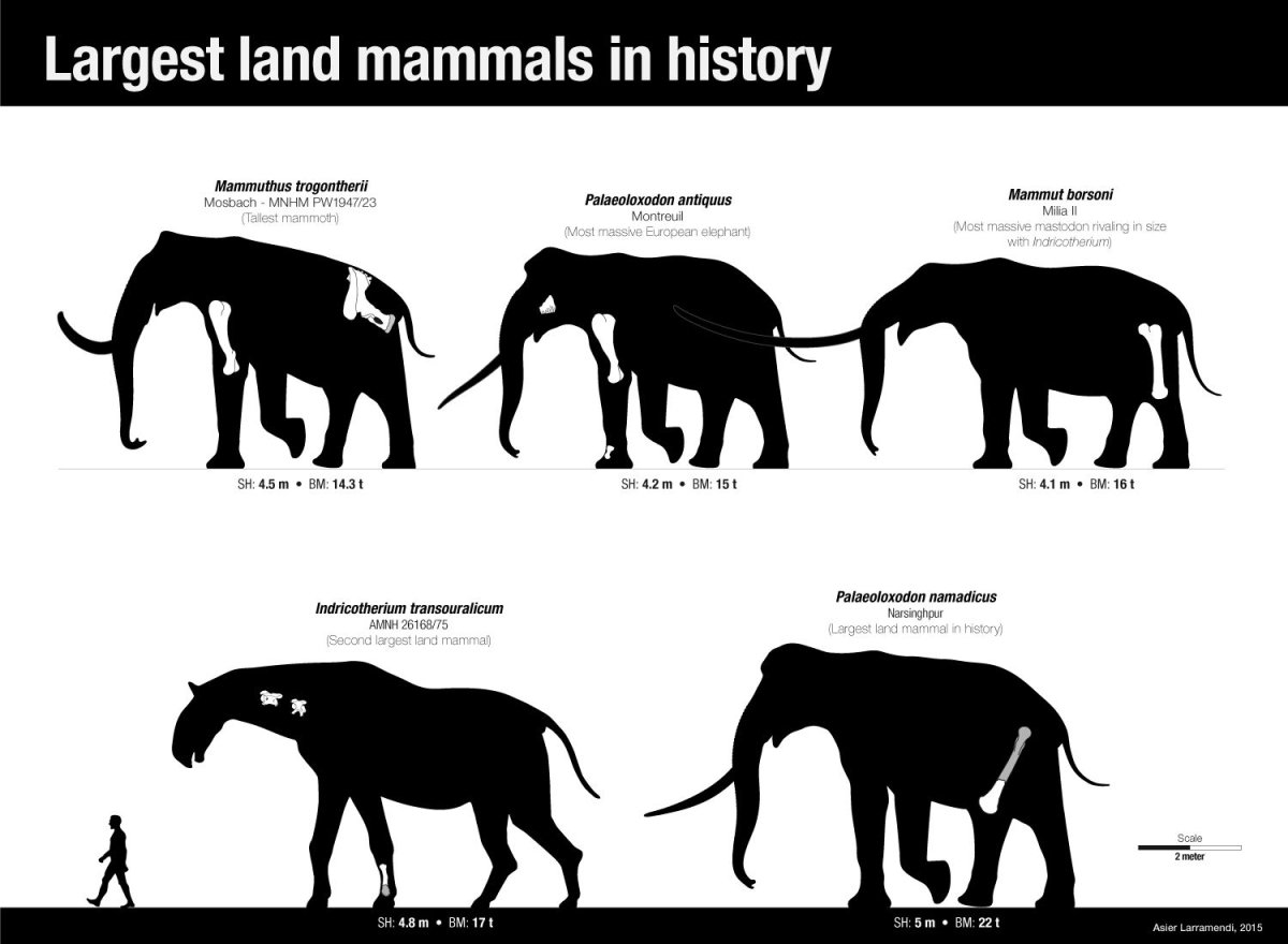 Прямобивневый слон Palaeoloxodon