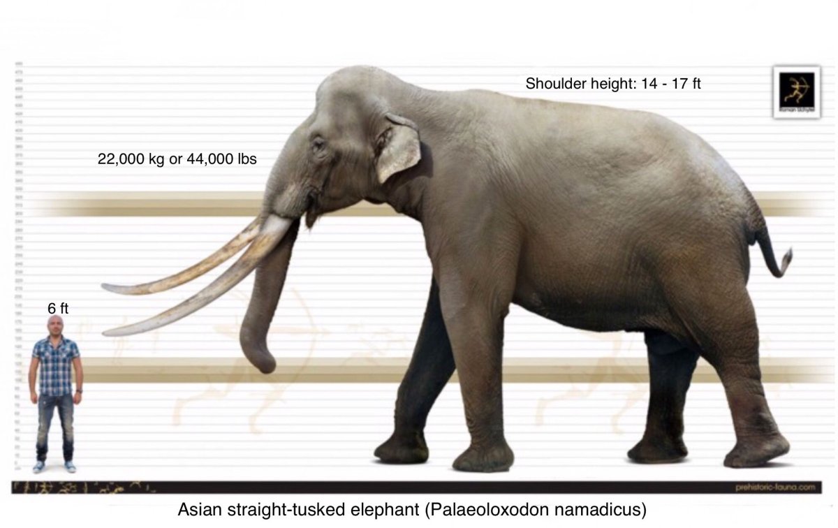 Palaeoloxodon или Лесной слон