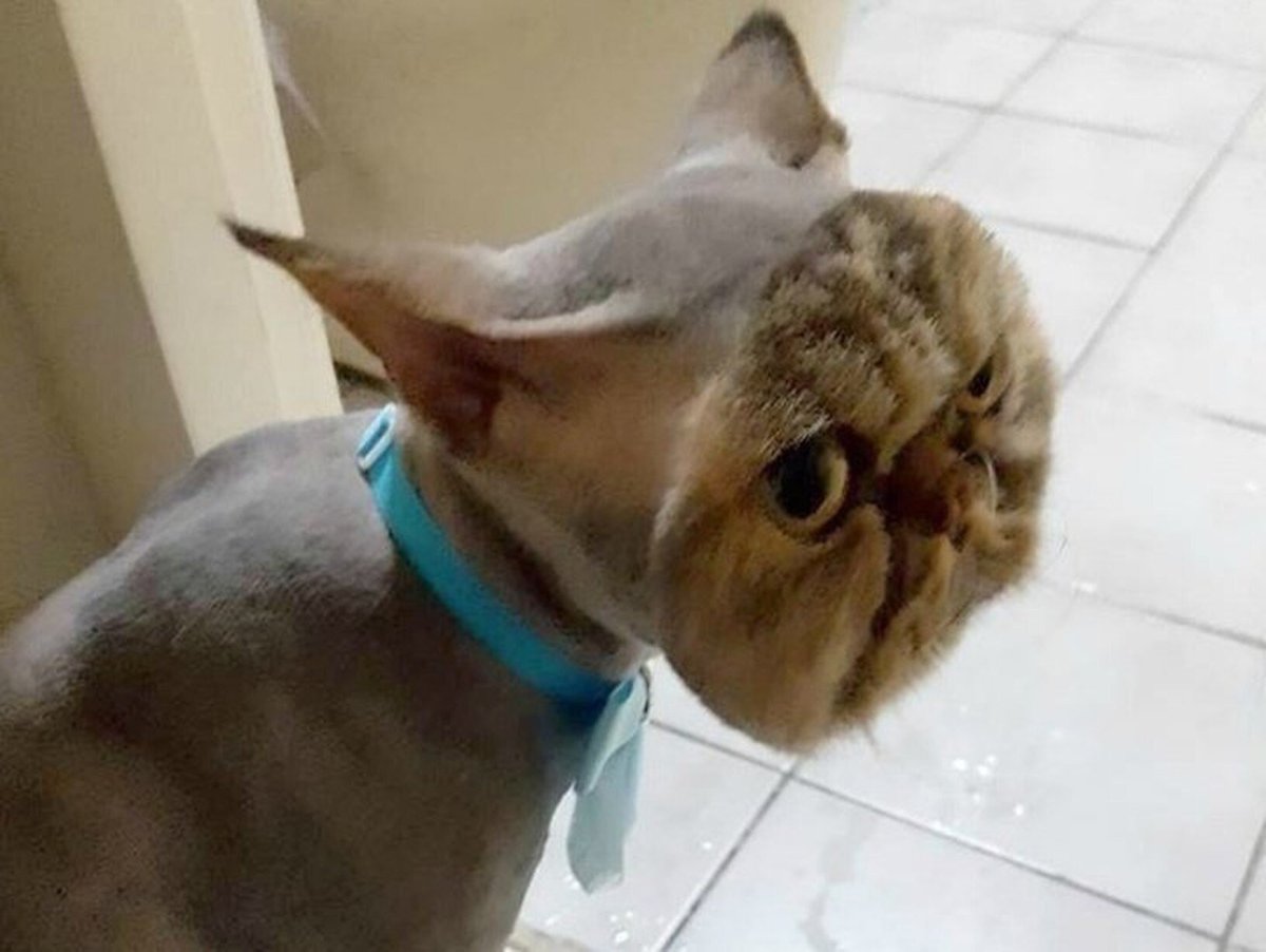 Кот с прической