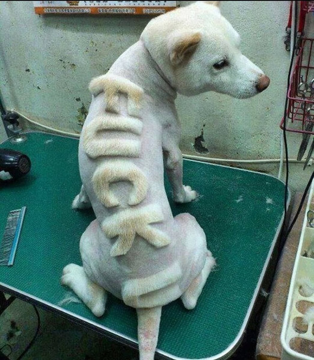 Необычные стрижки собак