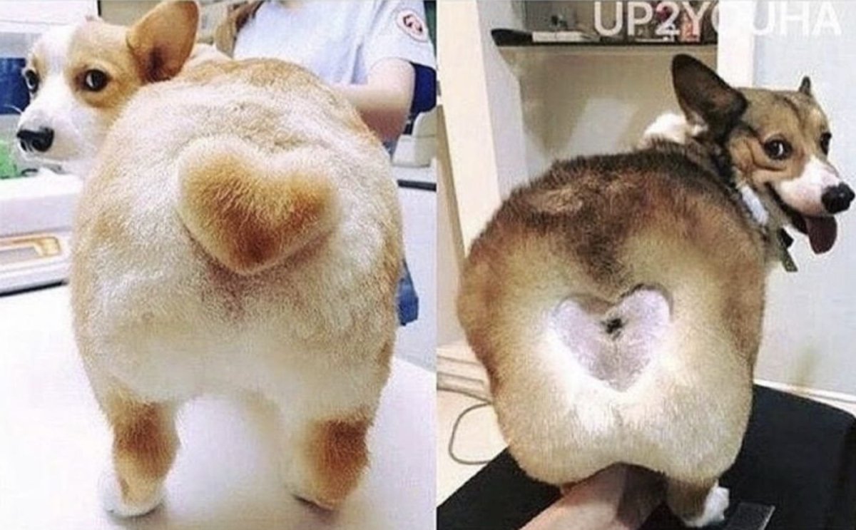 Собака с сердечком на попе
