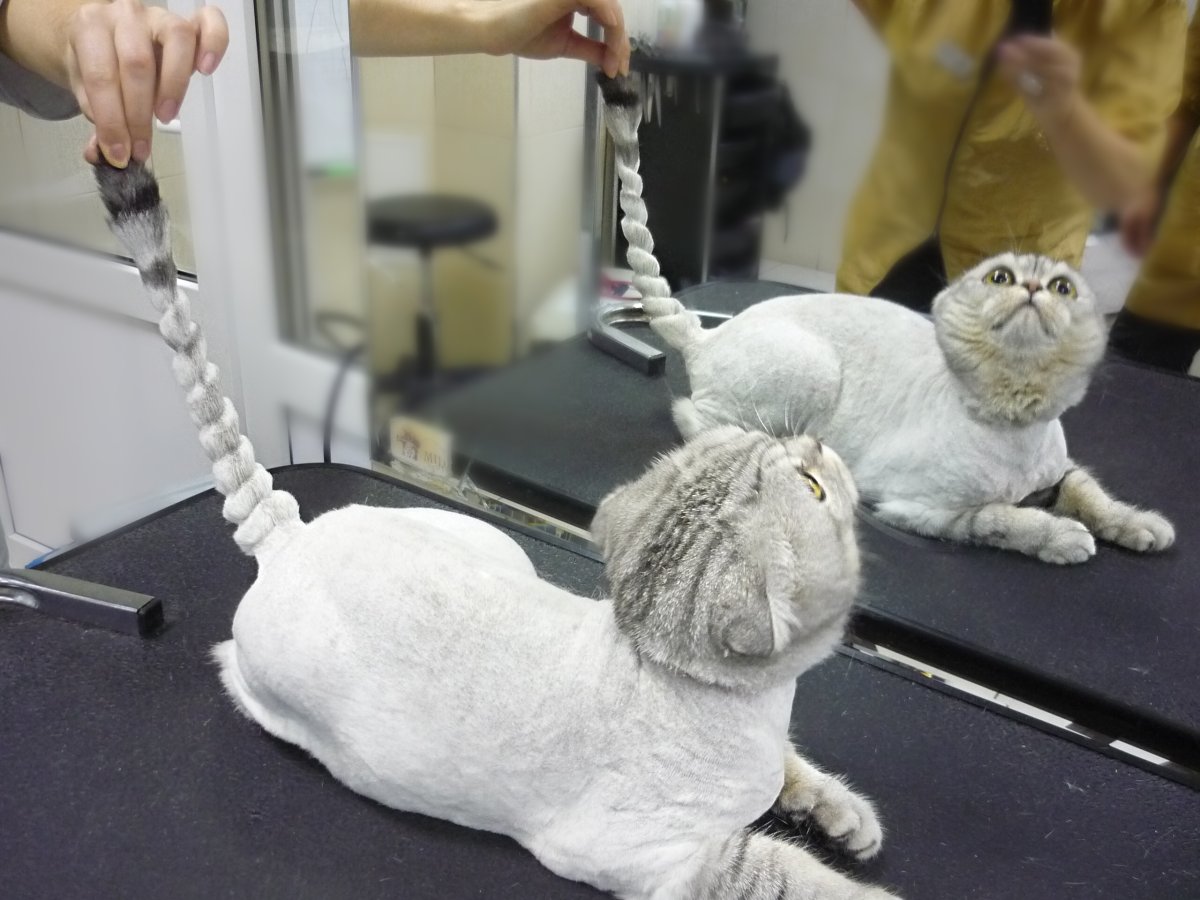 Грумминг британских кошек