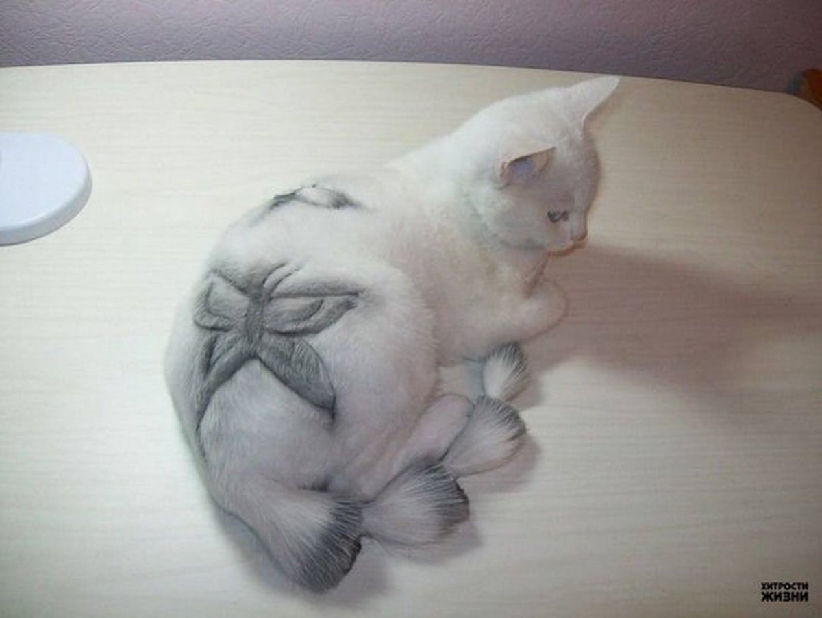 Креативная стрижка кошек