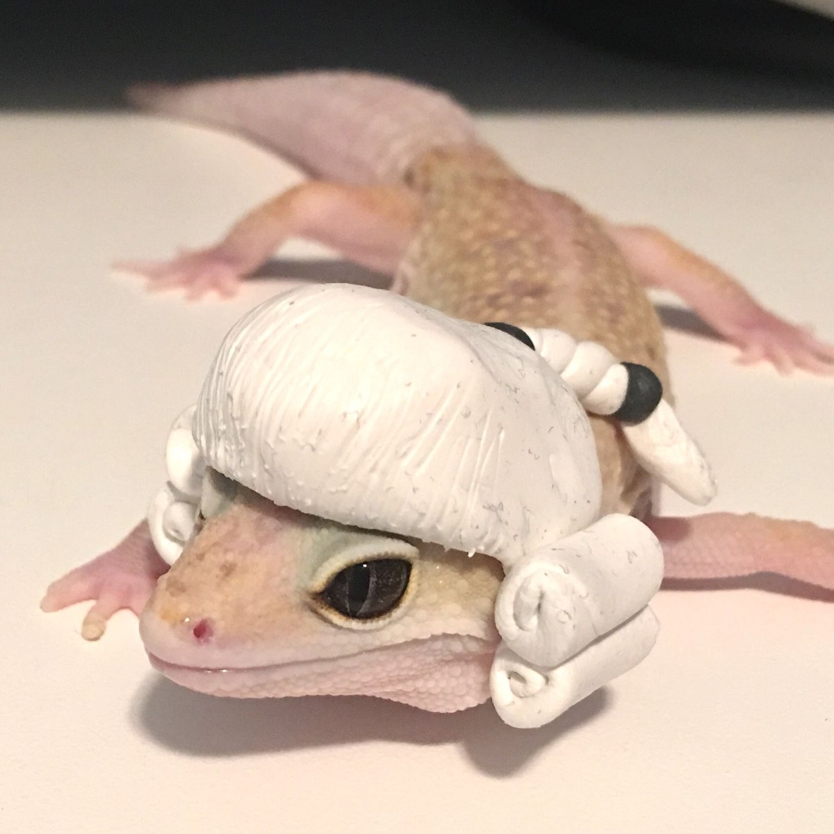 Ящерица геккон эублефар