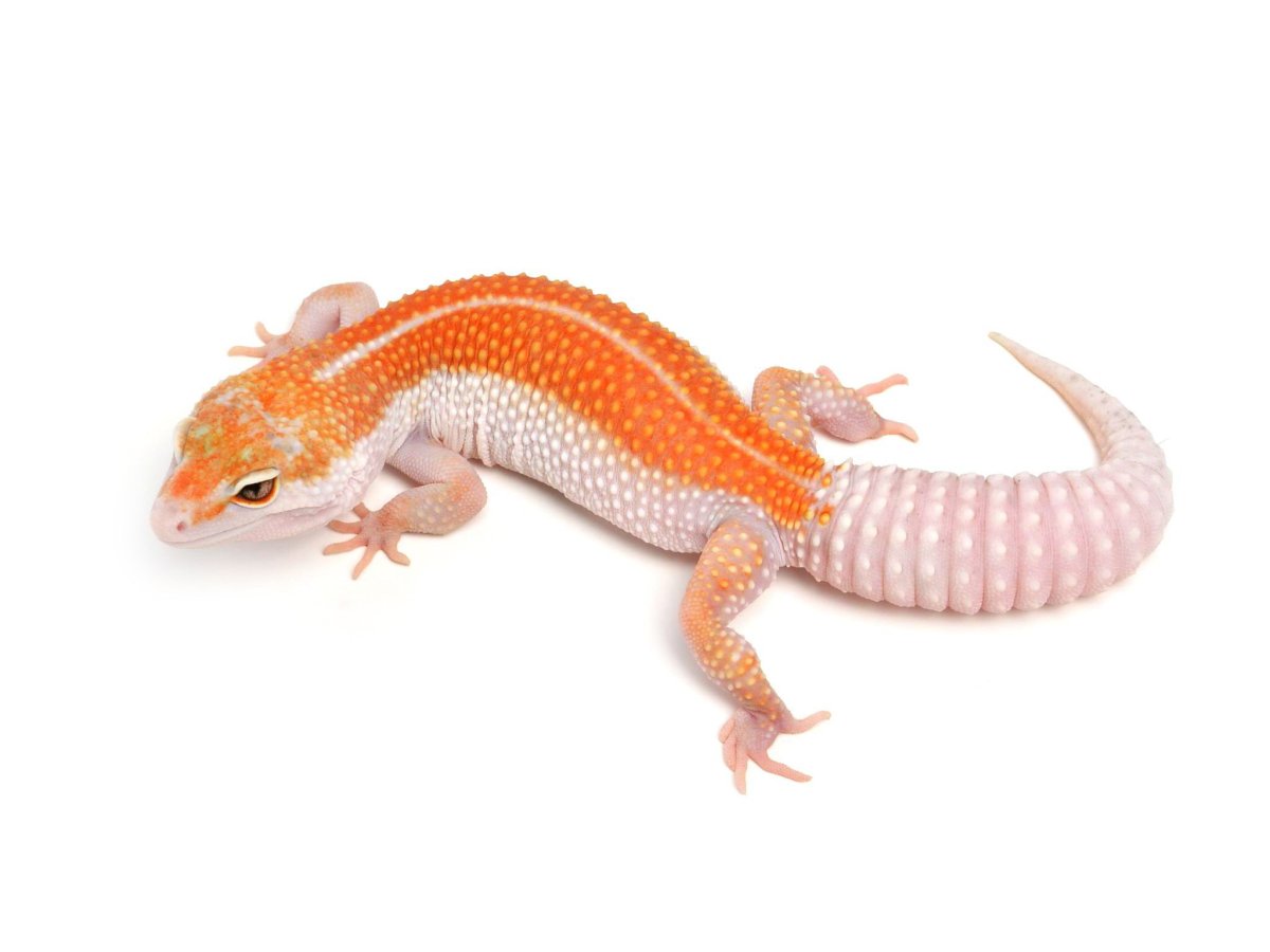 Геккон эублефар белый