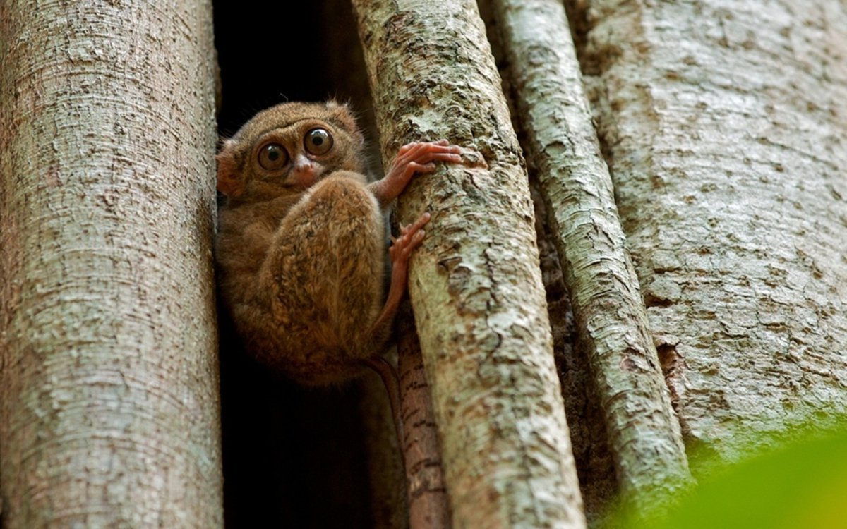 Обезьяна долгопят