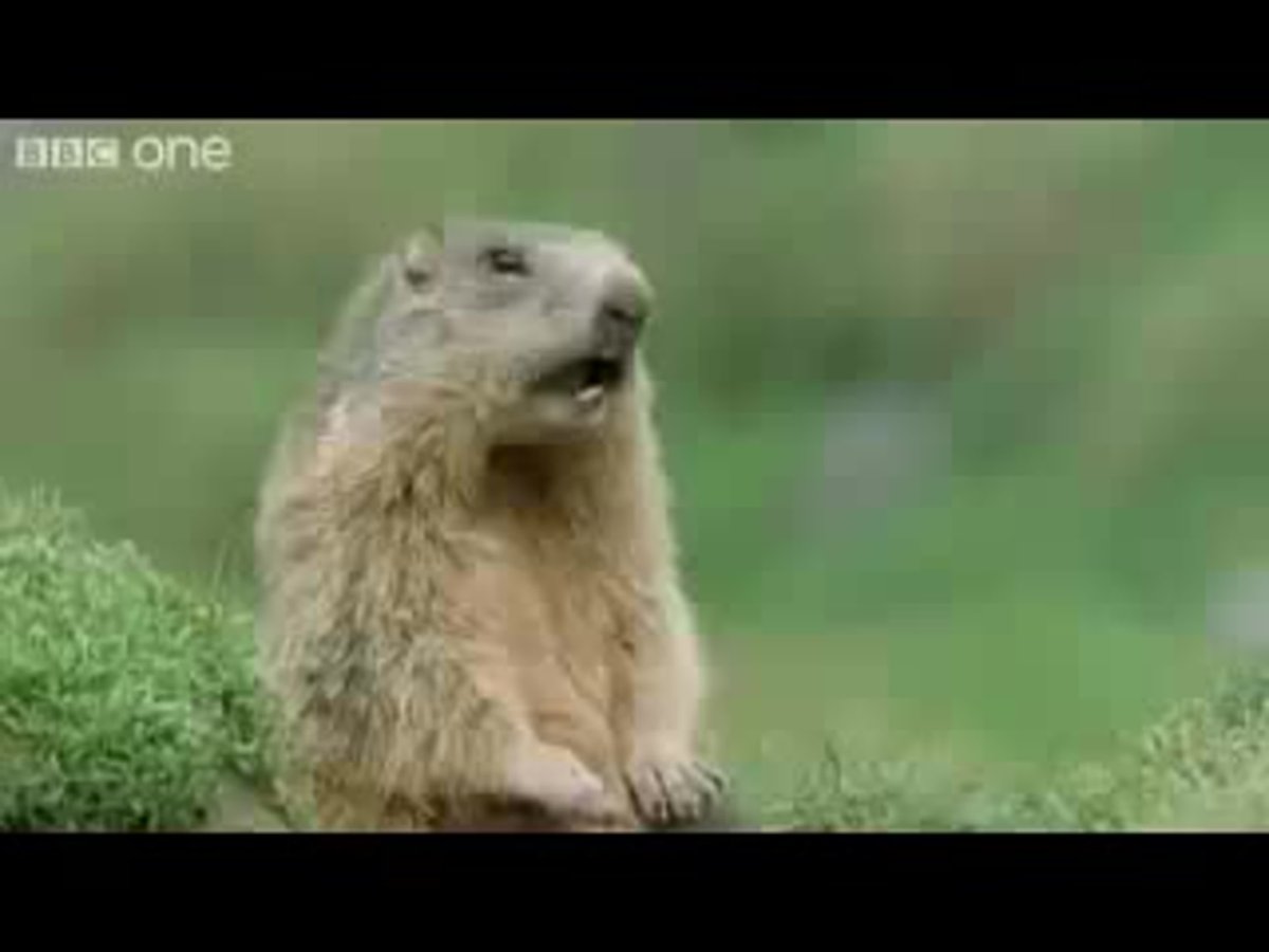 Кричащий сурок