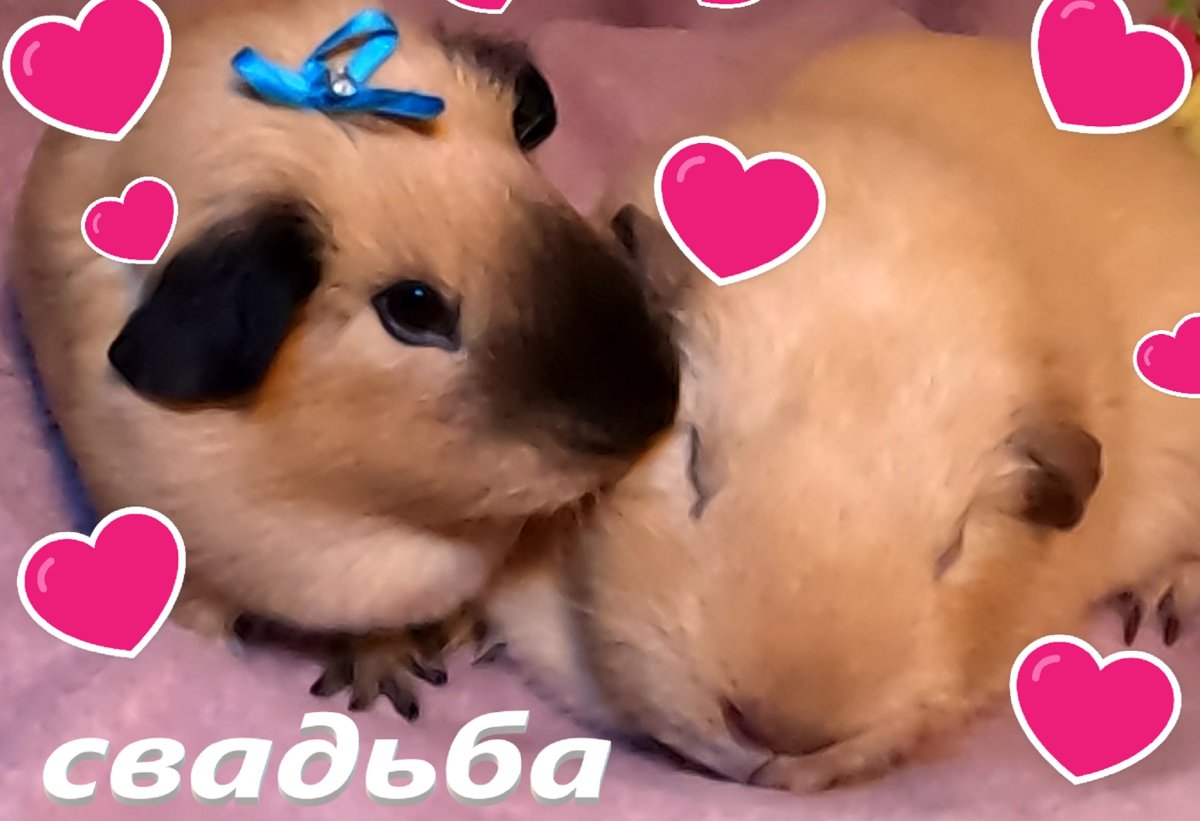Буся и Яна