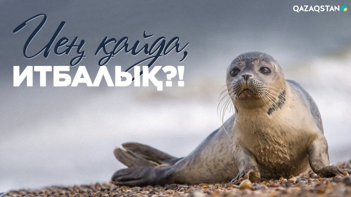 Тюлень сбоку