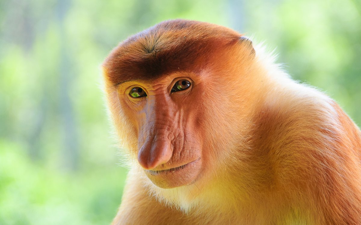 Носач (proboscis Monkey)