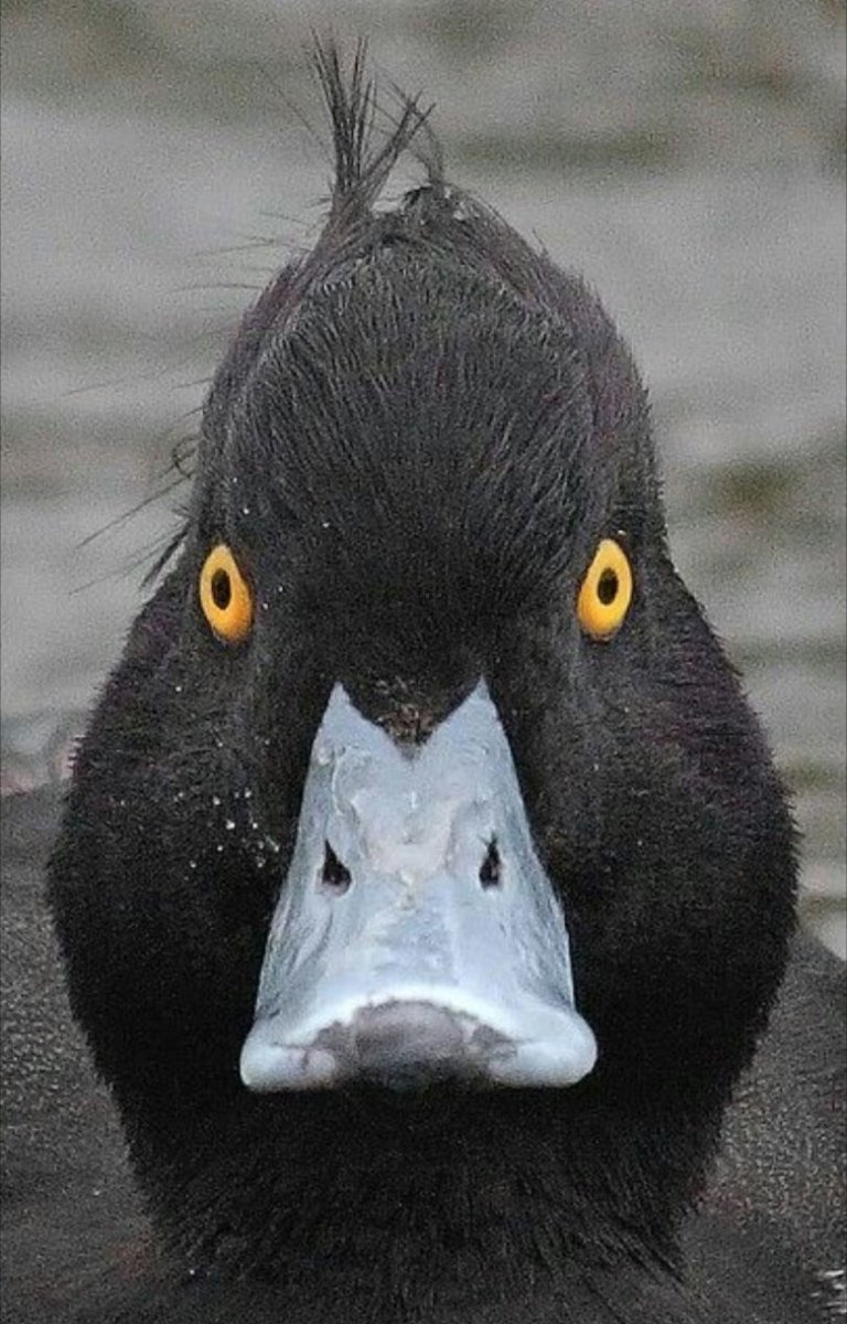 Утиная морда