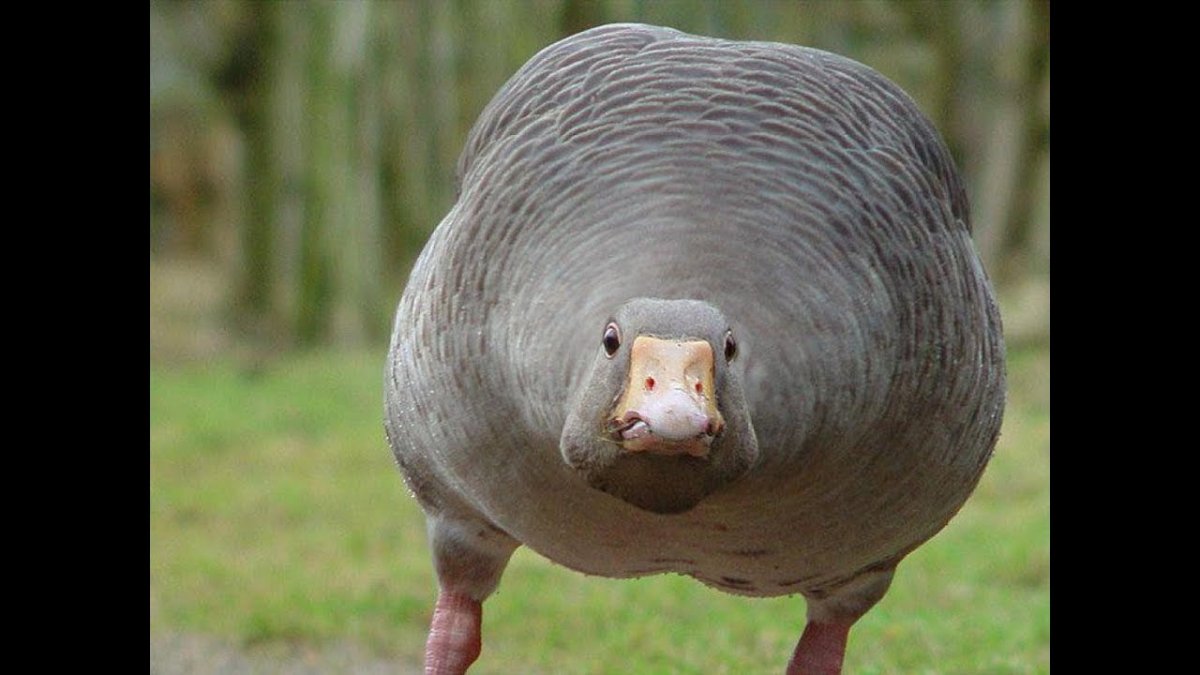 Я Гусь хорошо