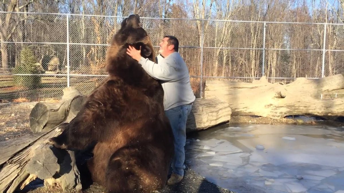 Медведь весом в тонну