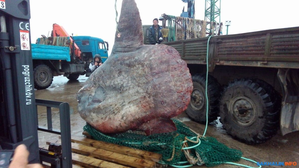 Гигантская рыба Луна