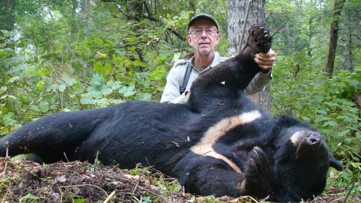 Амурская область Гималайский медведь