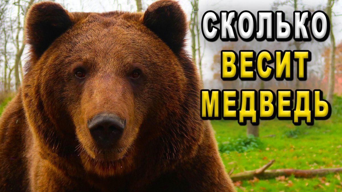 Тест твой Тотем животное