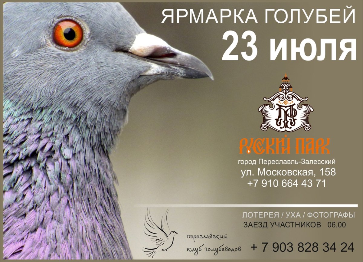 Голубь курлычет