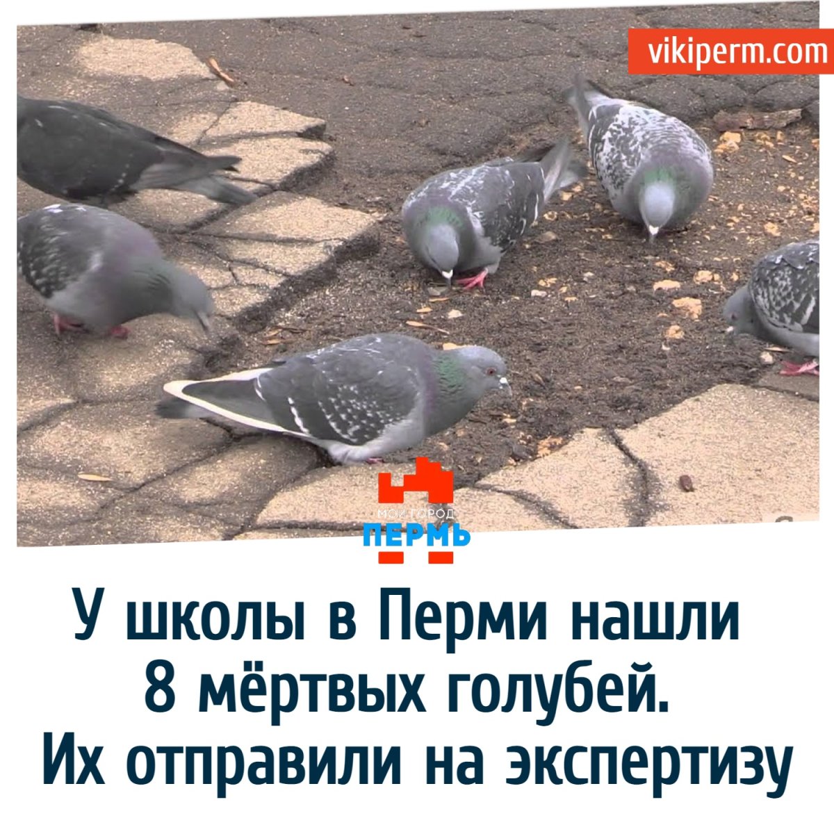 Голуби разносчики инфекций