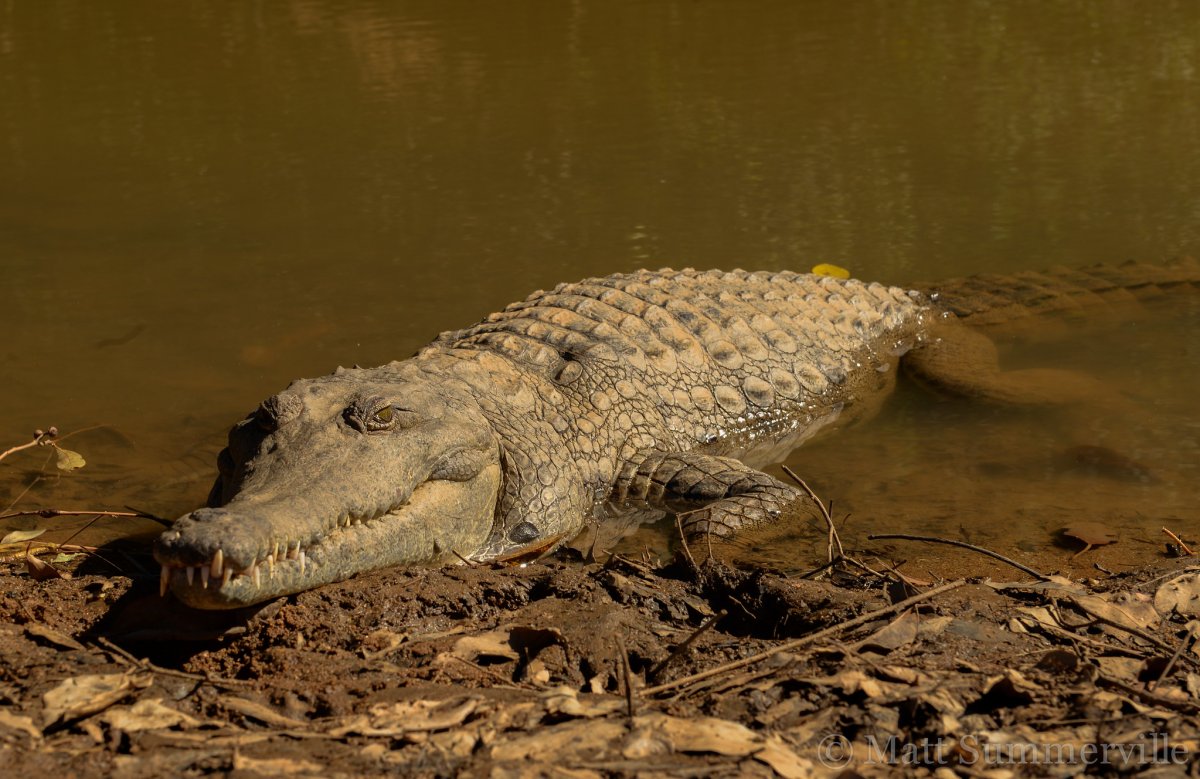 Африканский узкорылый крокодил (Crocodylus cataphractus)
