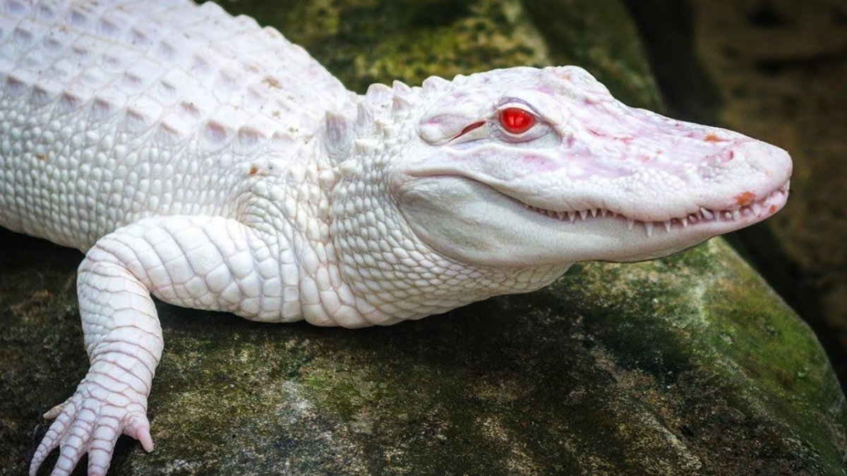 Альбино Аллигатор (Albino Alligator) 1996
