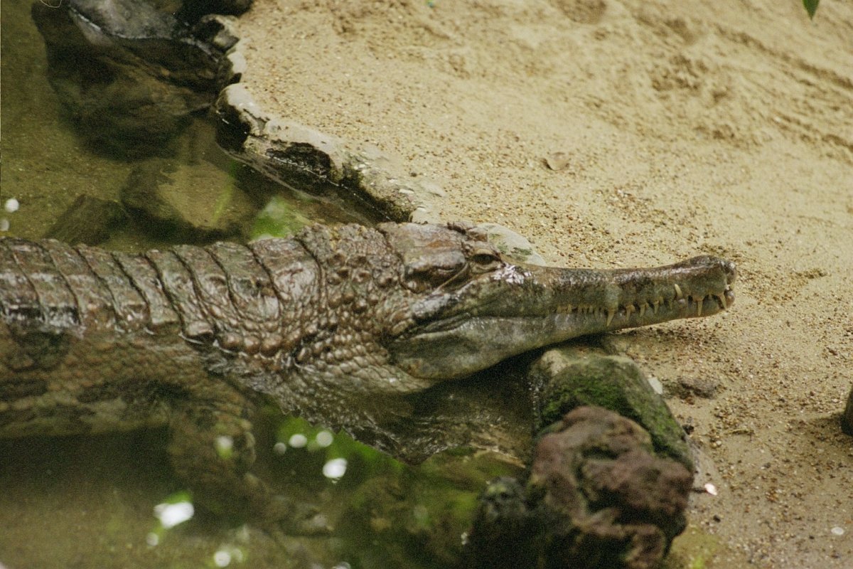 Crocodylus cataphractus