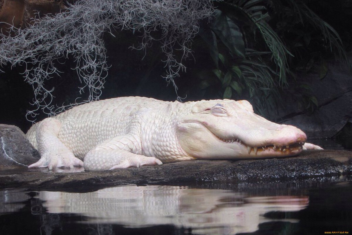 Альбино Аллигатор (Albino Alligator) 1996