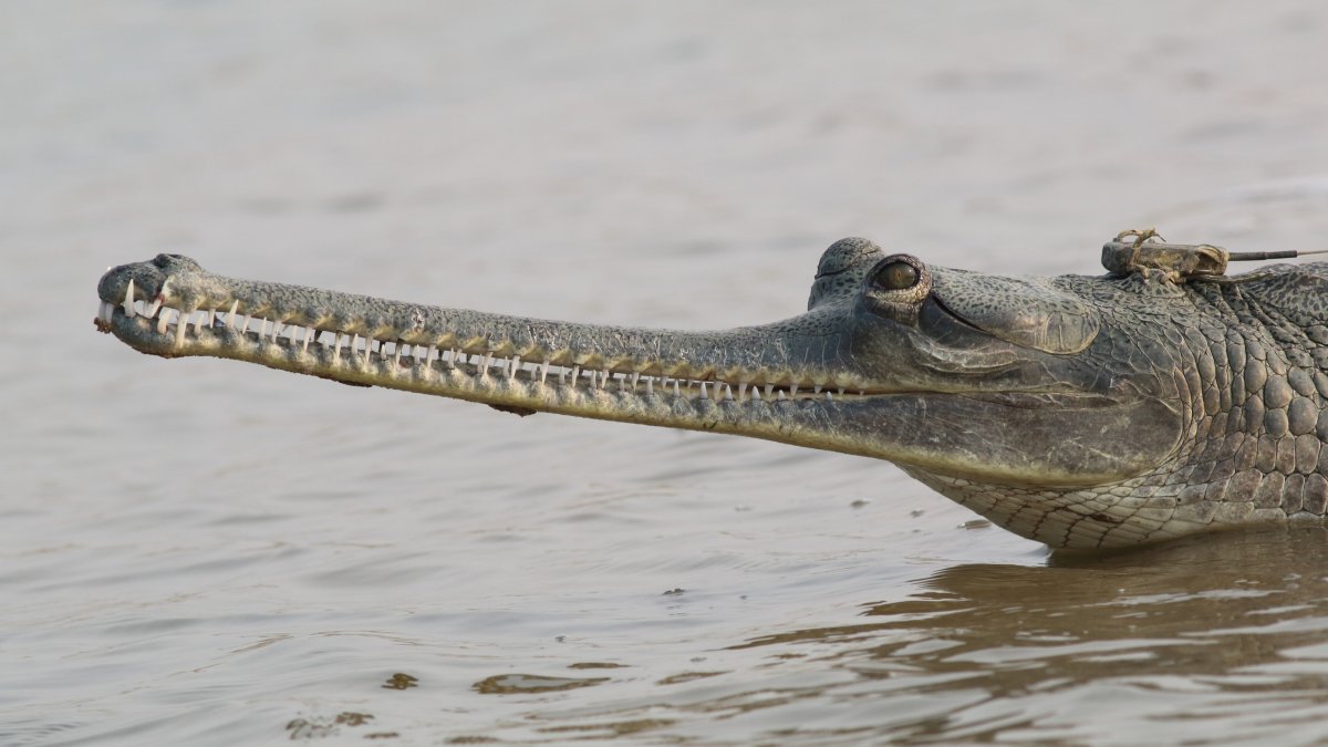 Gharial крокодил