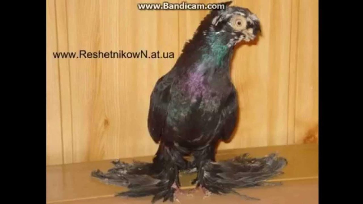 Узбекские двухчубые голуби Решетникова