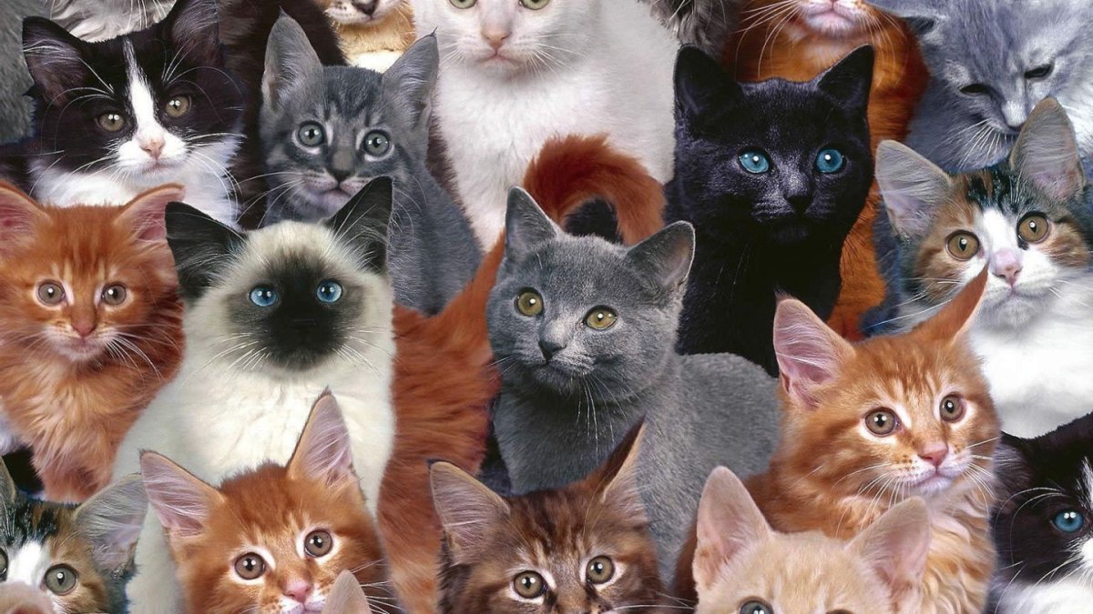 Разновидности кошек